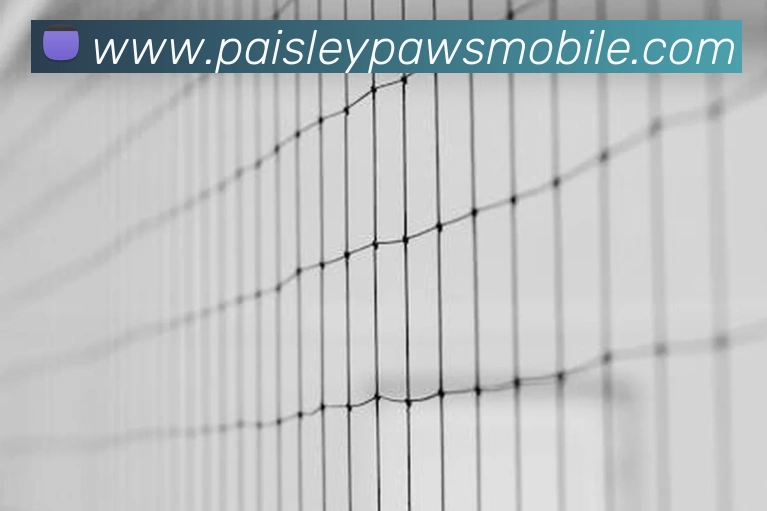 足球直播app软件免费朋克体育发展历程